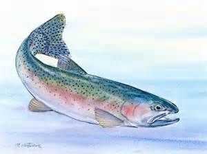 300x224 rainbow trout drawings - Rainbow Trout Drawing