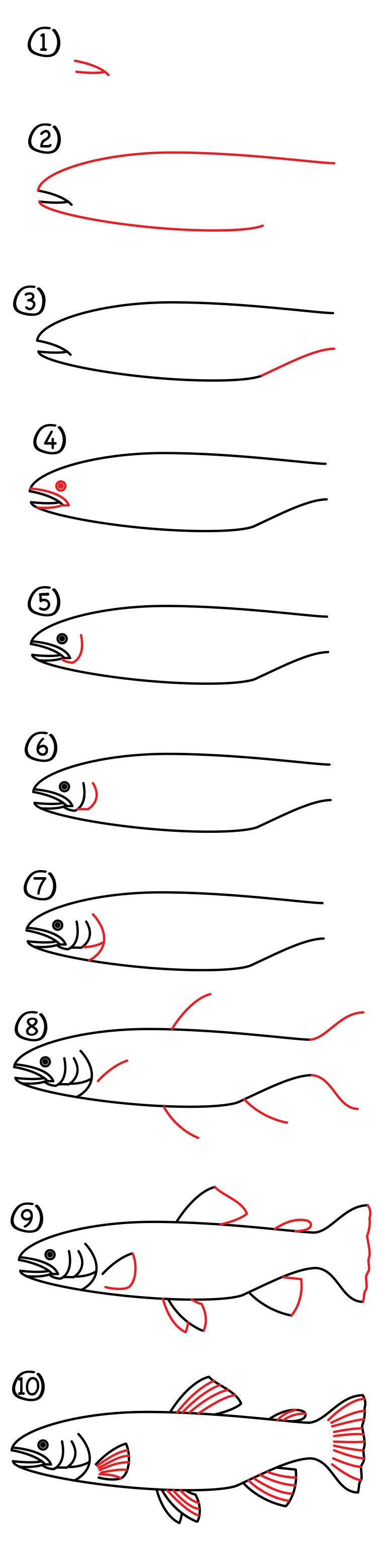 750x3114 how to draw a rainbow trout - Rainbow Trout Drawing