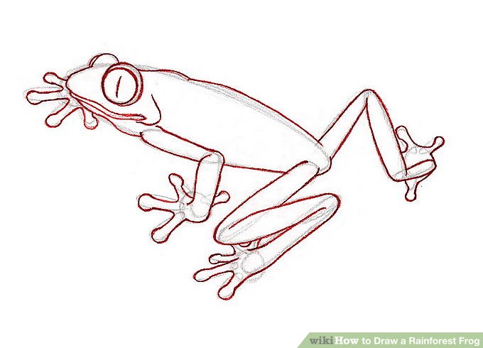 680x490 how to draw a rainforest frog steps - Rainforest Animals Drawings
