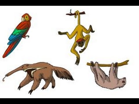 480x360 how to draw rainforest animals - Rainforest Animals Drawings