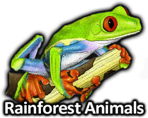 300x240 rainforest animals full color line art illustrations - Rainforest Animals Drawings