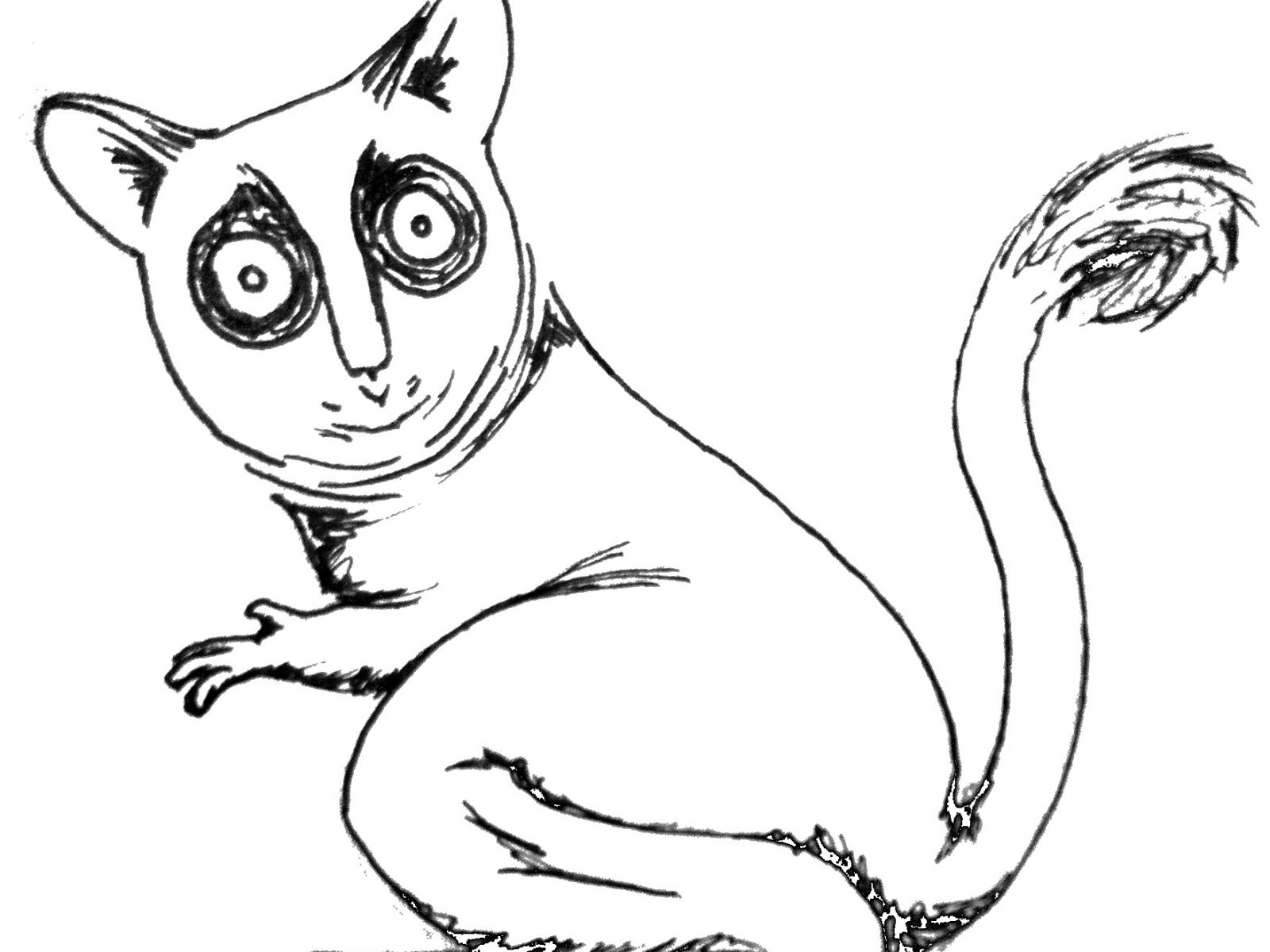 1600x1200 Drawn Animlforest Free Awesome Animals Drawing Drawings Easy - Rainforest Animals Drawings