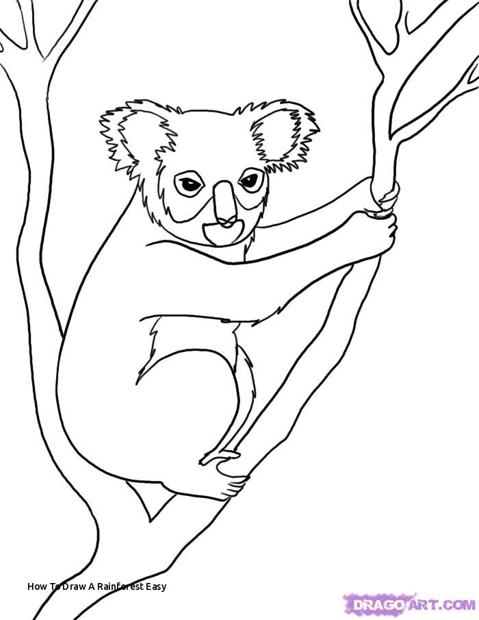 700x905 how to draw a rainforest easy australian drawing - Rainforest Drawing