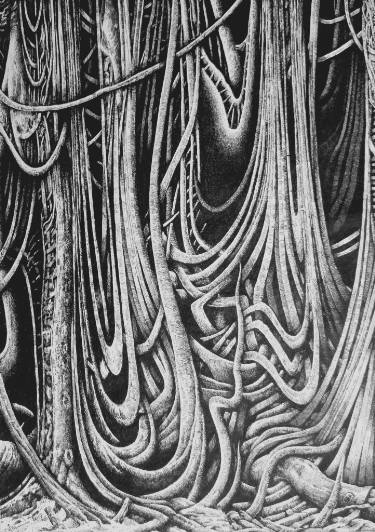 375x532 the rainforest drawing - Rainforest Drawing