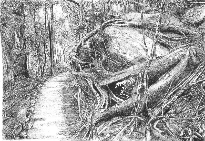 Rainforest Drawing at PaintingValley.com | Explore collection of