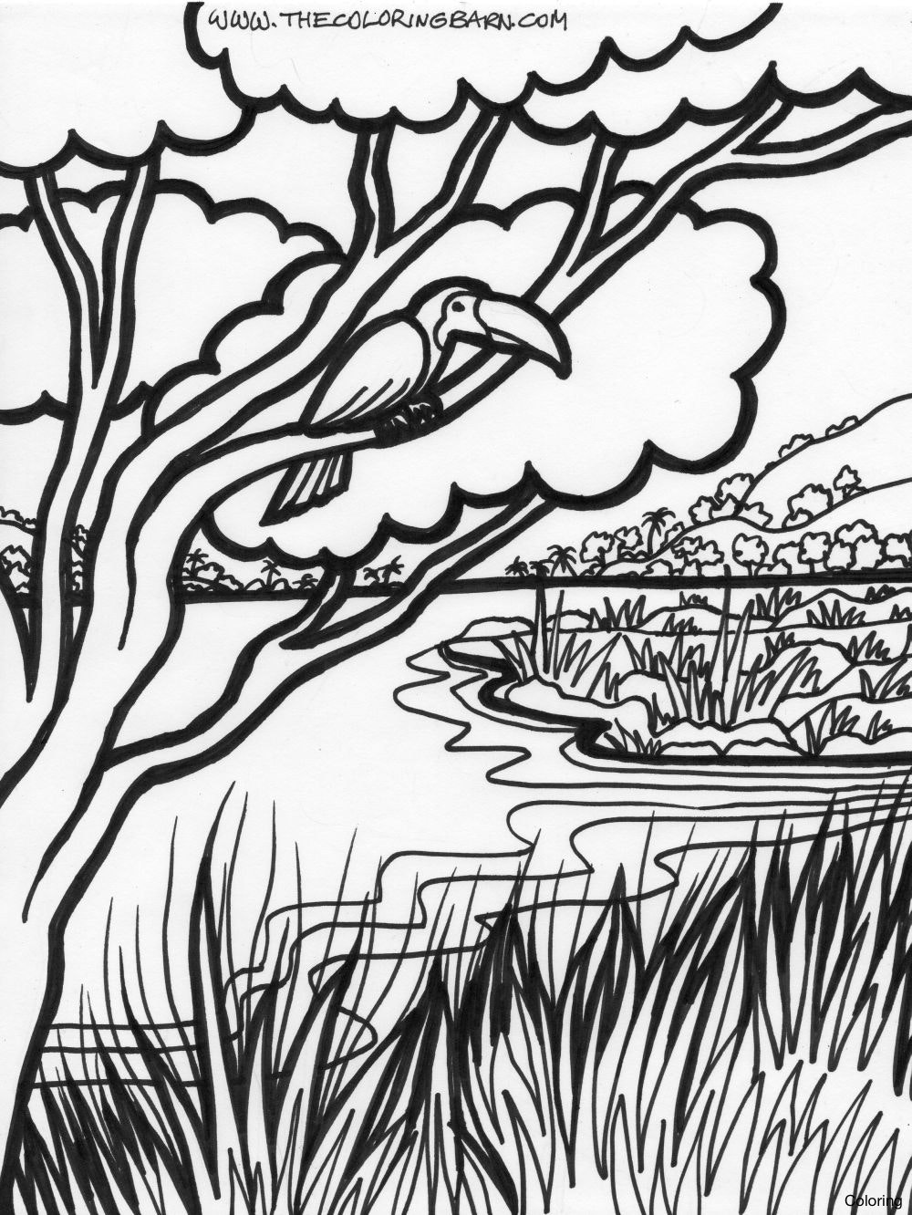 1000x1332 coloring pages instructive tropical rainforest coloring - Rainforest Drawing