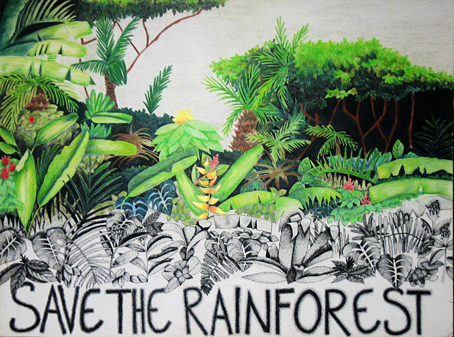 Rainforest Ecosystem Drawing
