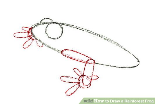 531x356 How To Draw A Rainforest Frog Steps - Rainforest Drawing Easy