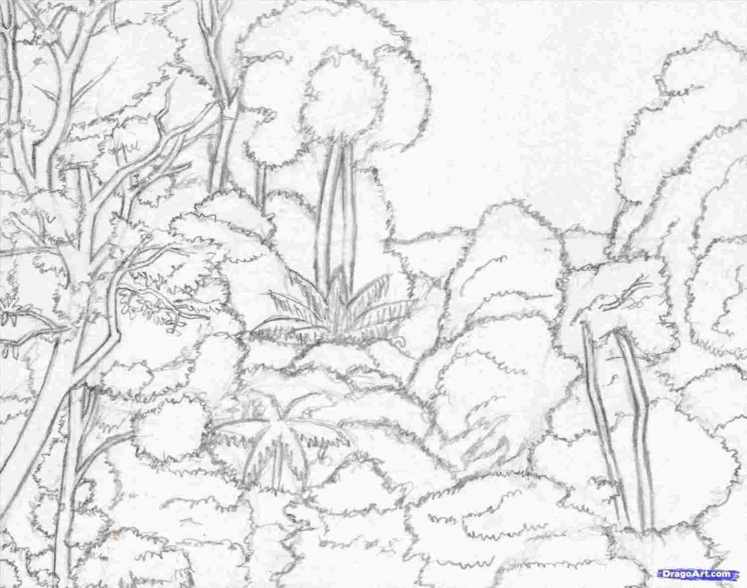 1500x1180 Easy Rainforest Animals To Draw - Rainforest Drawing Easy