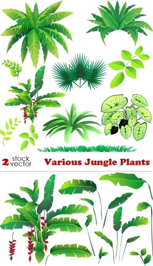 500x868 Rainforest Trees Drawings Mindbodysoul Club - Rainforest Drawing Easy