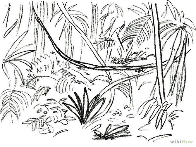 Rainforest Drawing Easy at PaintingValley.com | Explore collection of