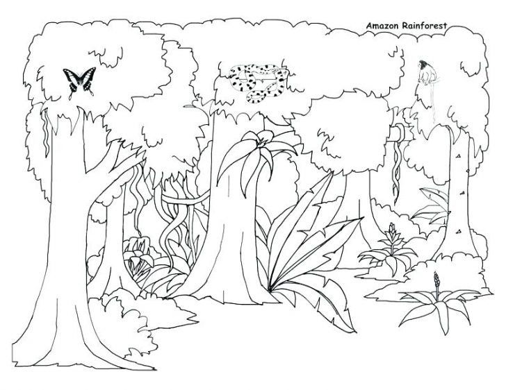 728x562 How To Draw A Rainforest Coloring Pages Online For Adults Disney - Rainforest Drawing For Kids