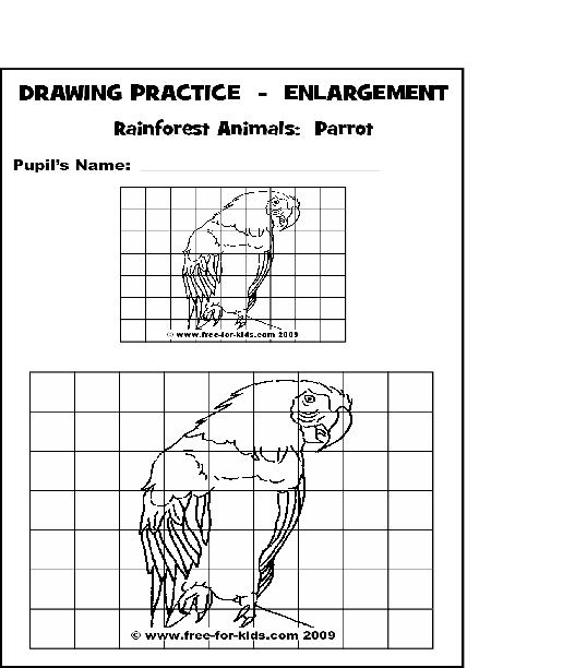 516x612 Practice Drawing Pages Of Rainforest Animals - Rainforest Drawing For Kids