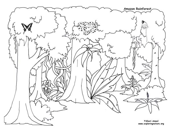 600x463 Rainforest Activities And Printables - Rainforest Drawing For Kids