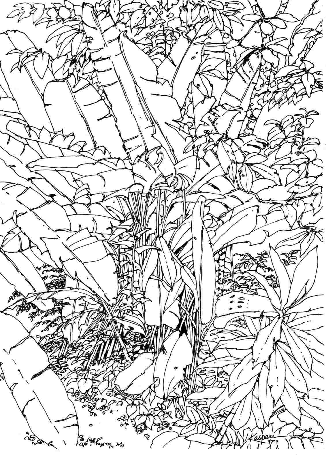 1131x1580 Rainforest Drawing For Kids - Rainforest Drawing For Kids