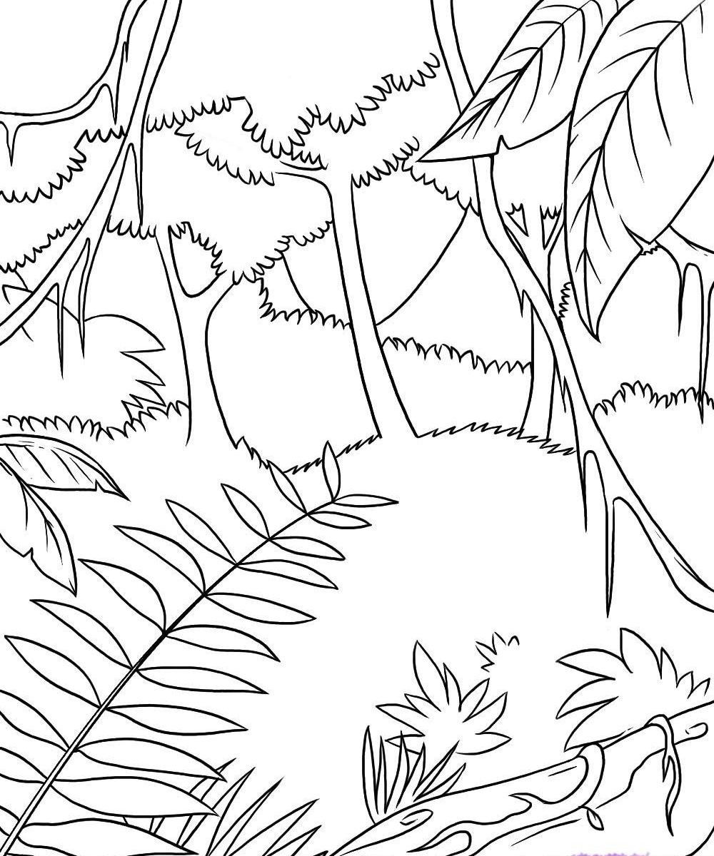 1000x1200 safari coloring pages how to draw rainforest step jungle plants - Rainforest Drawing For Kids