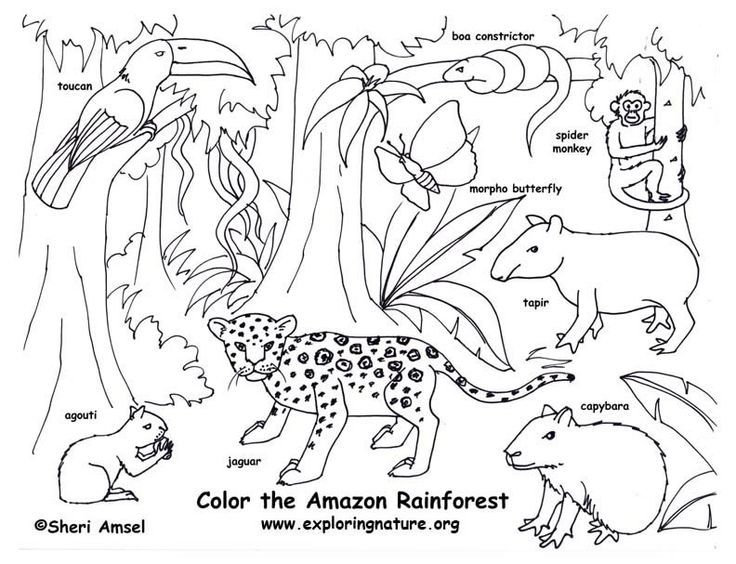 736x564 rainforest color pictures coloring pages rainforest preschool - Rainforest Drawing For Kids