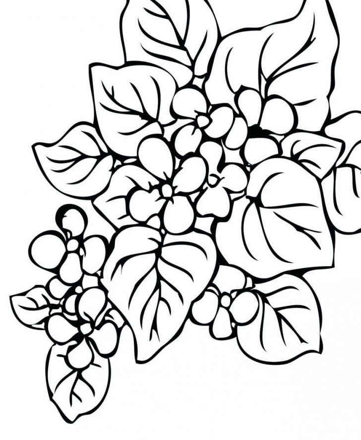 728x886 Coloring Pages Rainforest Drawing For Kids At Getdrawings Com - Rainforest Drawing For Kids