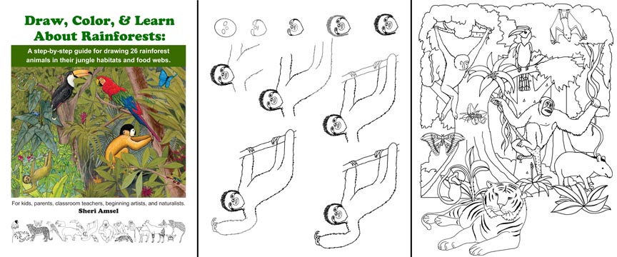 864x360 Draw, Color And Learn About Rainforests - Rainforest Drawing For Kids