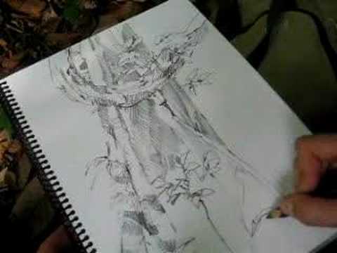 480x360 Drawing A Rainforest Tree - Rainforest Trees Drawing
