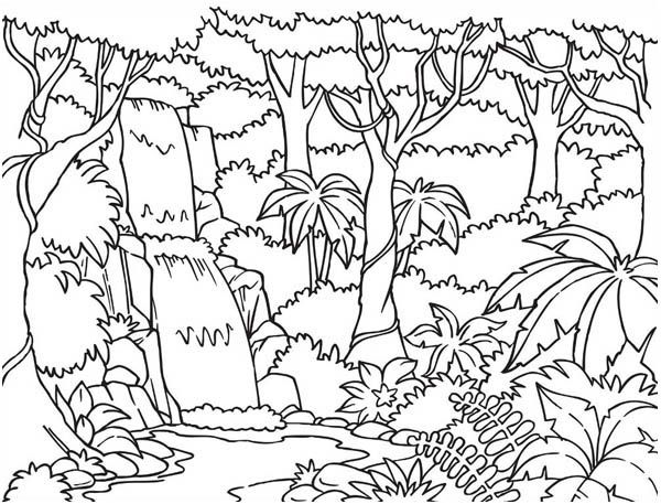 Rainforest Trees Drawing At Paintingvalley Com Explore Collection Of Rainforest Trees Drawing