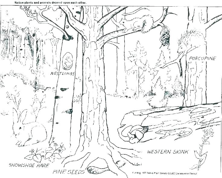 736x590 Full Size Of Plant Coloring Pages Tropical Flowers Plants - Rainforest Trees Drawing