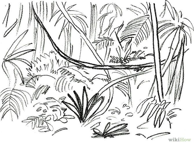 Rainforest Trees Drawing at Explore collection of