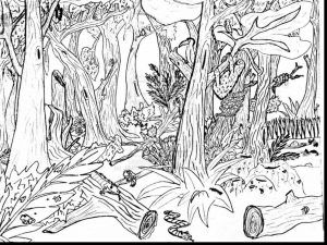 300x225 rainforest drawing trees ideas drawings freetep - Rainforest Trees Drawing