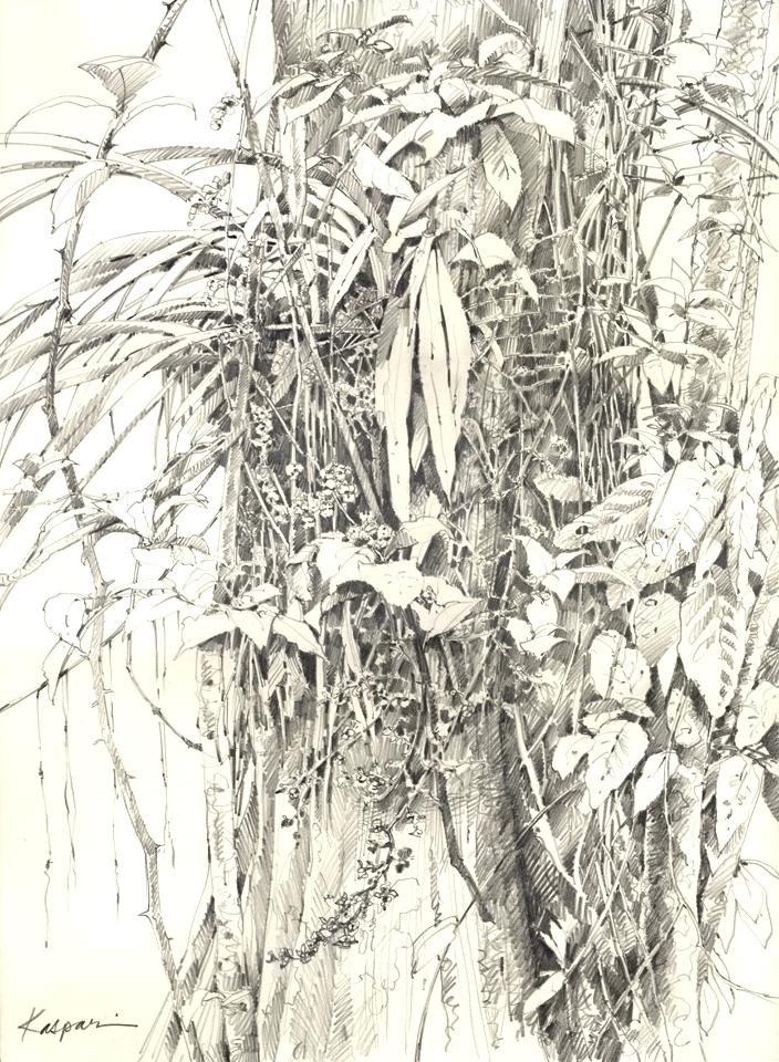 Rainforest Trees Drawing at PaintingValley.com | Explore collection of ...