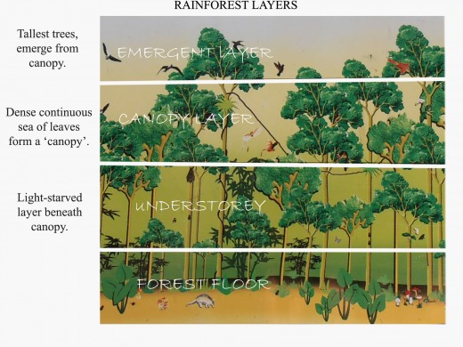 520x390 rainforest trees for beginners owlcation - Rainforest Trees Drawing