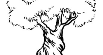 342x184 Ways To Draw A Forest - Rainforest Trees Drawing