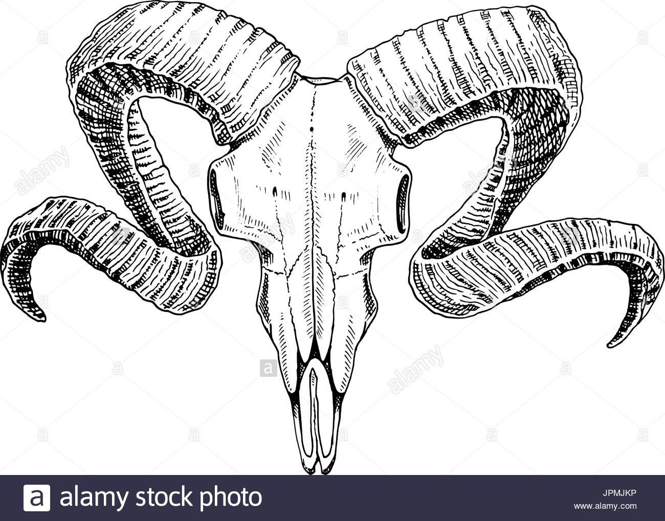 1300x1019 huge collection of 'ram horns drawing' download more than - Ram Animal Drawing