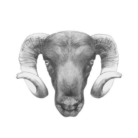 473x473 original drawing of ram isolated on white background prints - Ram Animal Drawing