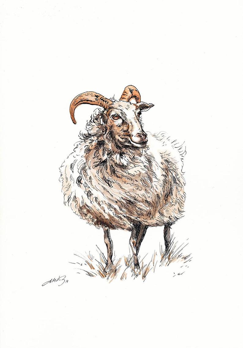 Ram Animal Drawing at PaintingValley.com | Explore collection of Ram ...