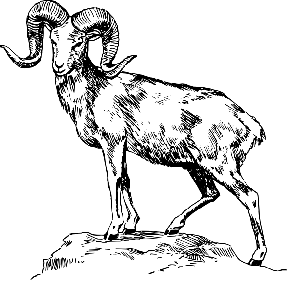 588x598 ram animal head drawing crafts and diy big horn sheep, sheep - Ram Animal Drawing