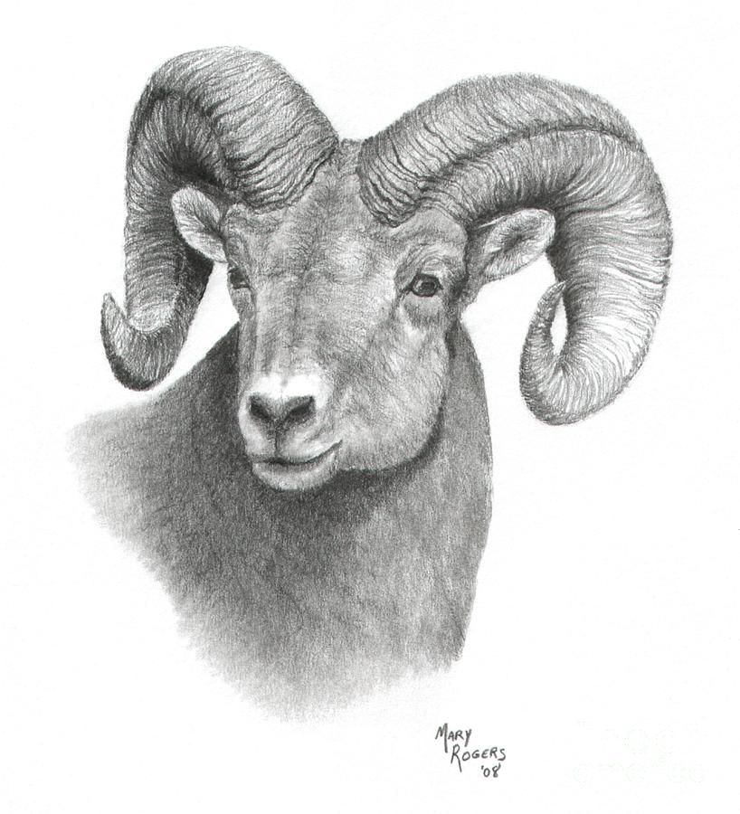 818x900 ram drawing - Ram Animal Drawing