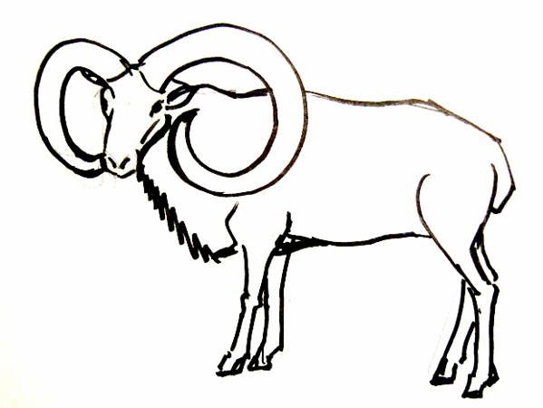 599x450 ram drawing drawing and crafts in drawings, art, painting - Ram Animal Drawing