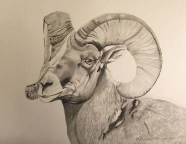 375x290 ram drawing - Ram Animal Drawing