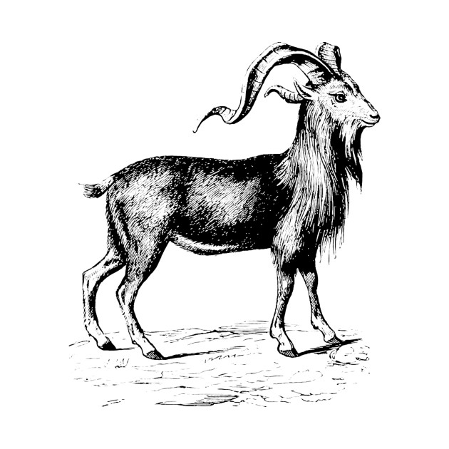 630x630 ram nature drawing - Ram Animal Drawing