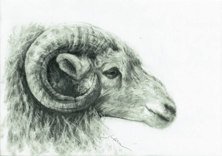 770x543 ram profile drawing - Ram Animal Drawing