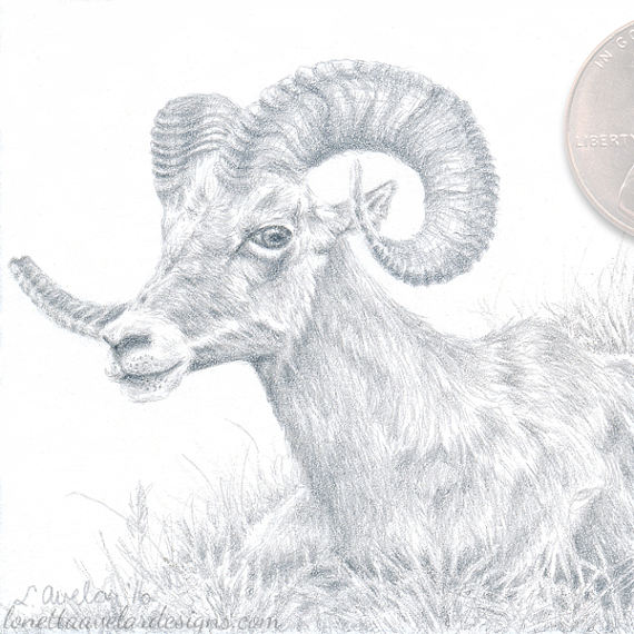 570x570 ram drawing free download - Ram Animal Drawing