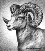 188x213 resultado de imagen para ram animal drawing drawings - Ram Animal Drawing