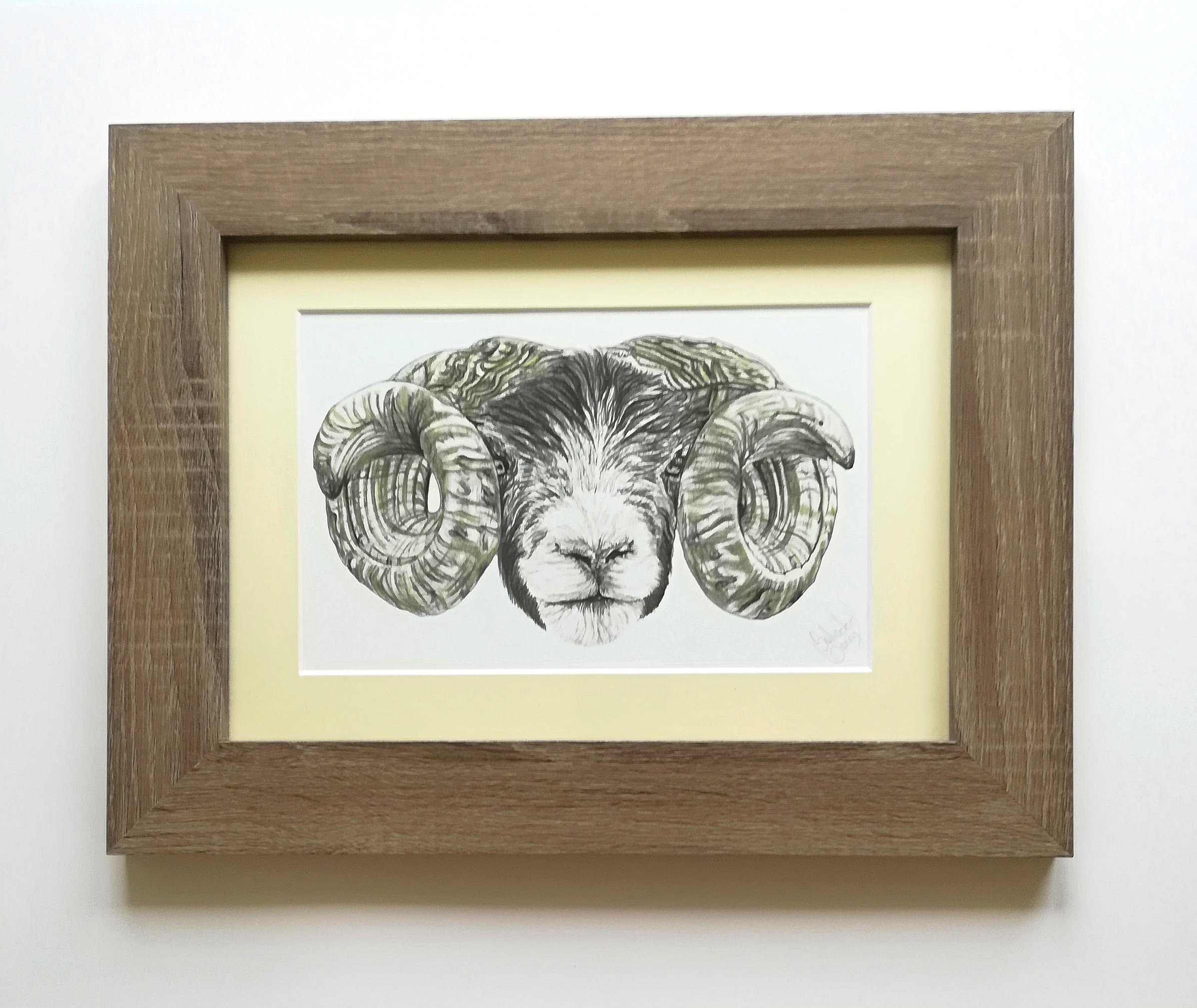 2397x2020 scottish ram wall art animal drawings from scotland wildlife - Ram Animal Drawing