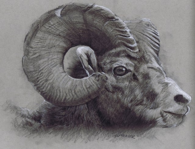 640x492 sid weaver artwork ram original drawing pencil portrait art - Ram Animal Drawing