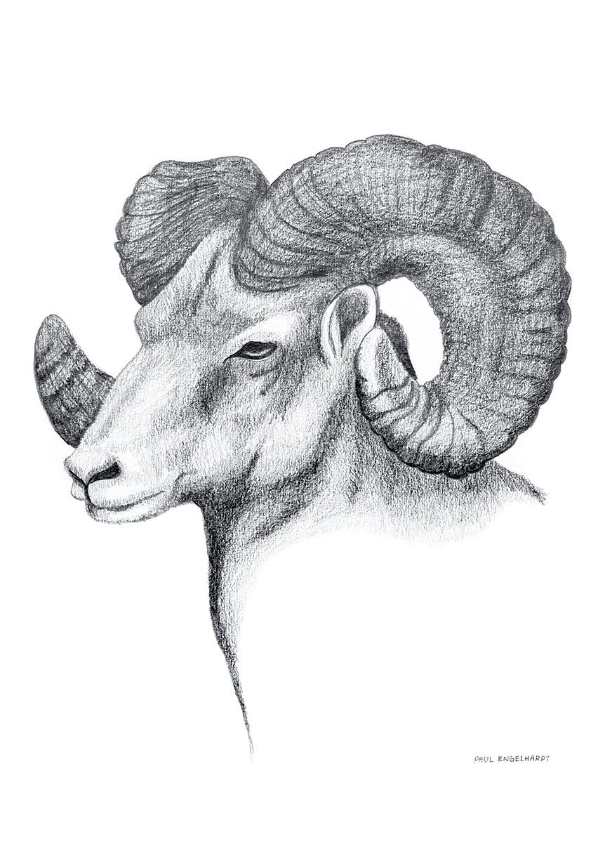 Ram Animal Drawing at Explore collection of Ram