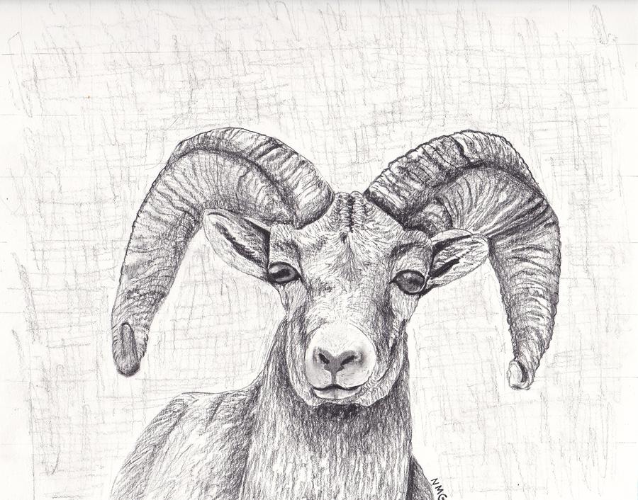 Bighorn Sheep Drawing - Ram Animal Drawing. 