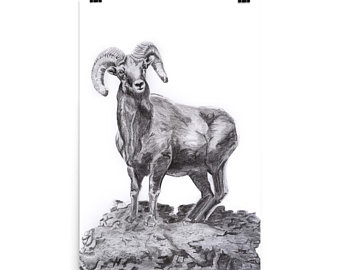 340x270 bighorn drawing etsy - Ram Animal Drawing