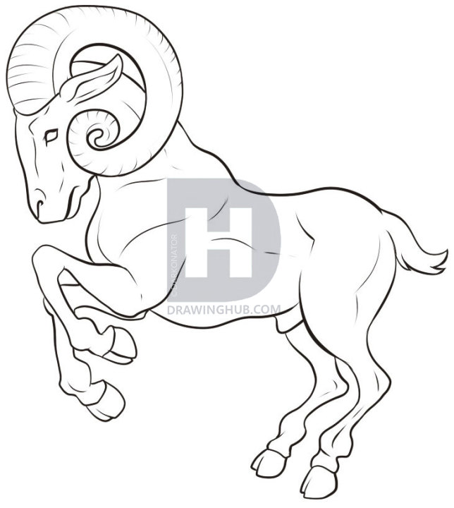 644x720 how to draw a ram, step - Ram Drawing
