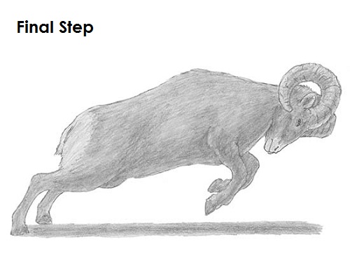 500x386 how to draw a bighorn ram - Ram Drawing