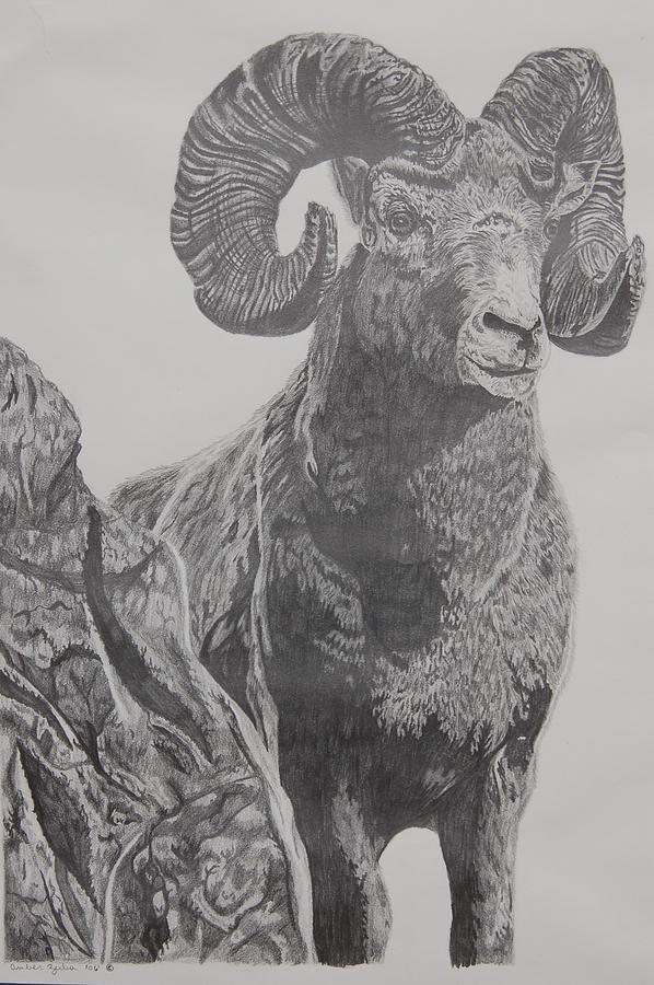 598x900 ram drawing - Ram Drawing
